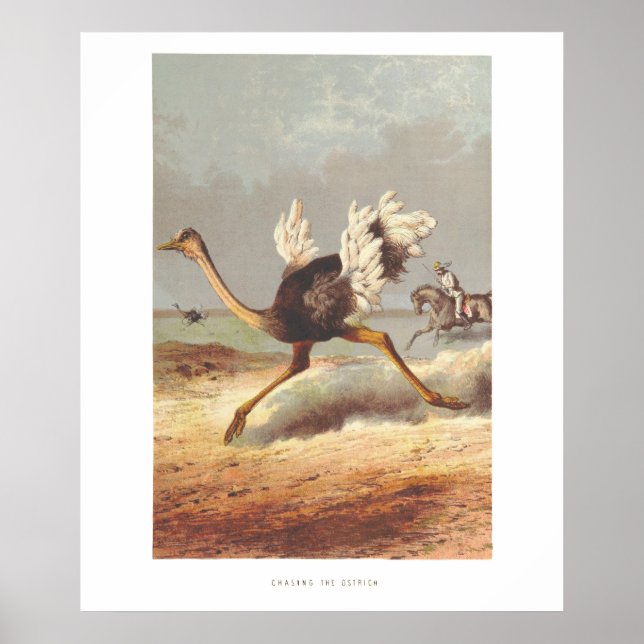 Impressão de ilustração de avestruz corrido colori (Frente)