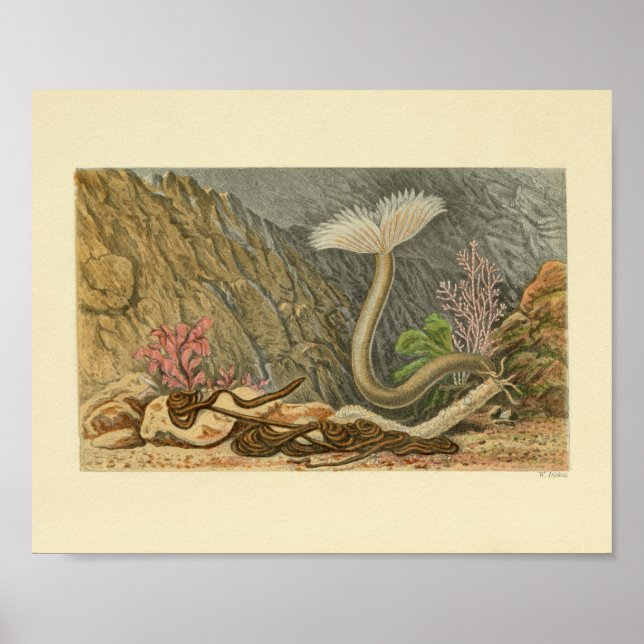 Impressão de Ilustração de Tubo de Vida Marinha (Frente)