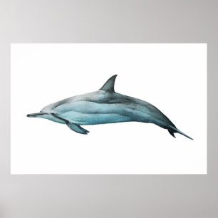 Impressão de ilustração realista de golfinho-rotad