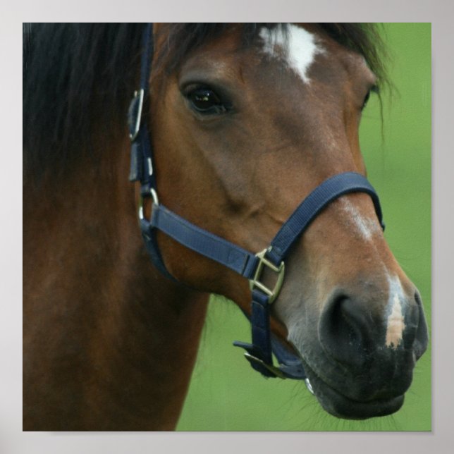 Impressão de Imagens do Cavalo Árabe (Frente)