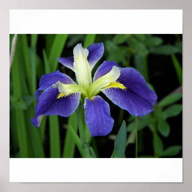 Impressão de Íris Azul Selvagem (Frente)