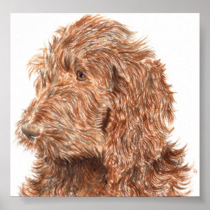 Impressão de Labradoodle #2 do chocolate