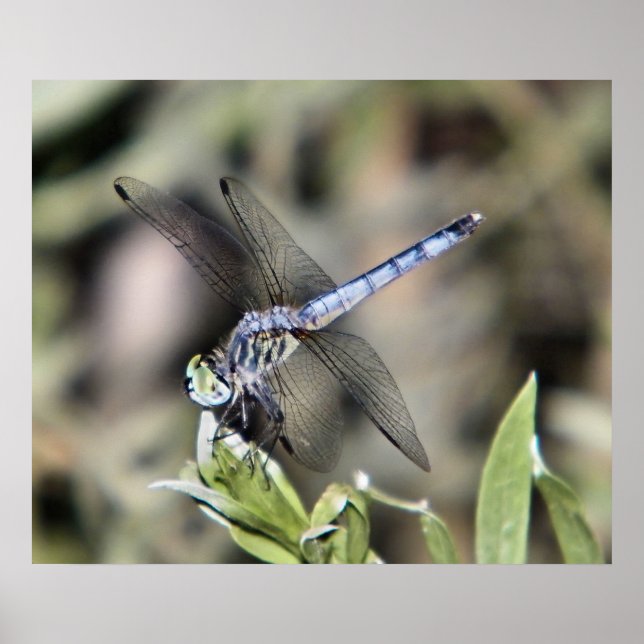 impressão de libélula azul (Frente)