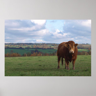Impressão de Limousin Bull