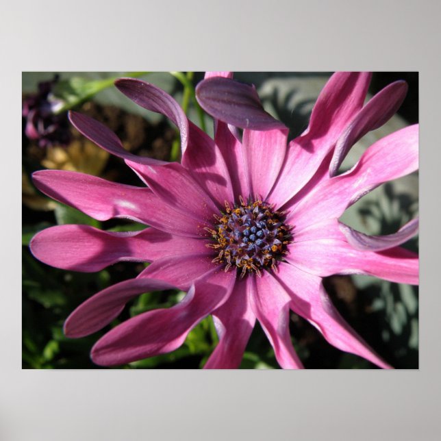 Impressão de margarida de chuva roxa (Frente)