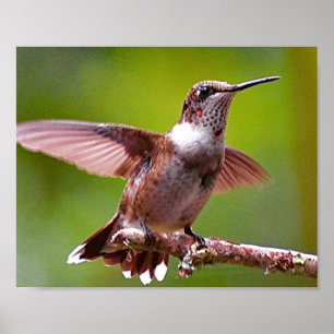Impressão de Muro de Fotografia de Hummingbird