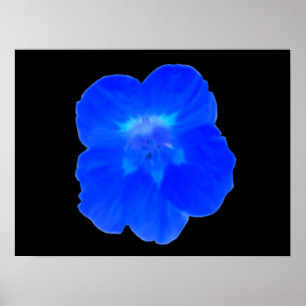 Impressão de Nasturtium azul