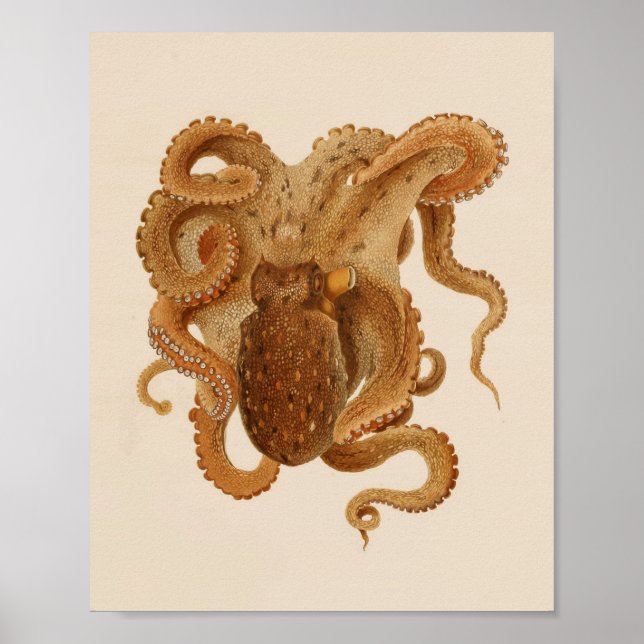 impressão de Octopus Art 1896 Vintage Color (Frente)