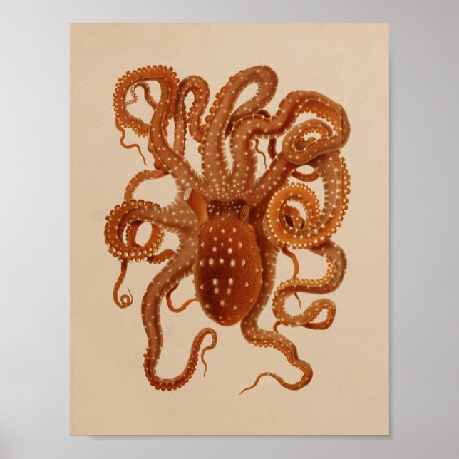 impressão de Octopus Art 1896 Vintage Color (Frente)