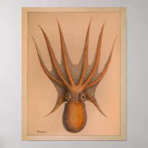 impressão de Octopus Colorido de 1851 Vintage