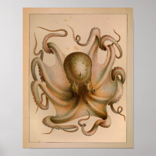 impressão de Octopus Colorido de 1851 Vintage
