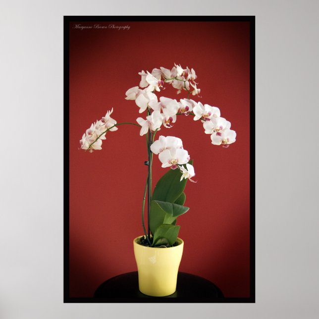 Impressão de Orquídea (Frente)