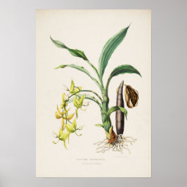 Impressão de Orquídea Cycnoches ventricosum por Ba