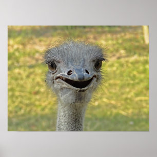 Impressão de Ostrich Sorridente