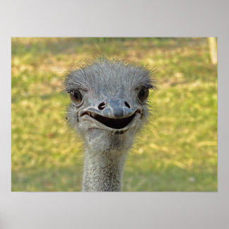 Impressão de Ostrich Sorridente