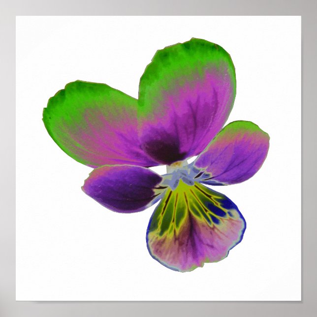 Impressão de Pansy Roxo e Verde (Frente)