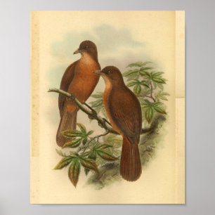 Impressão de pássaro castanho-marrom, de madeira b