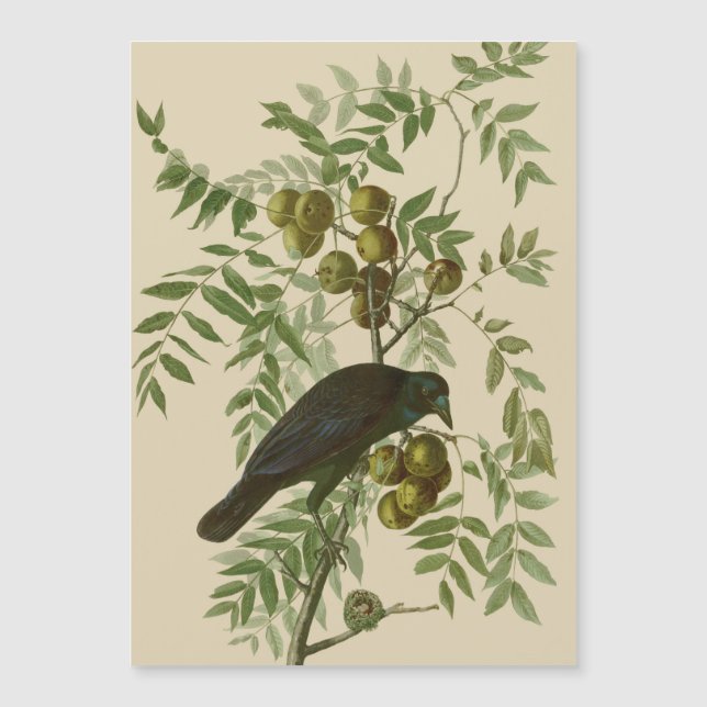 Impressão de Pássaro do Gracal-Púrpura de Audubon  (Frente)