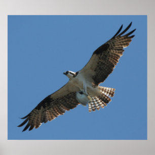 Impressão de pássaro e de peixe de Osprey Raptor