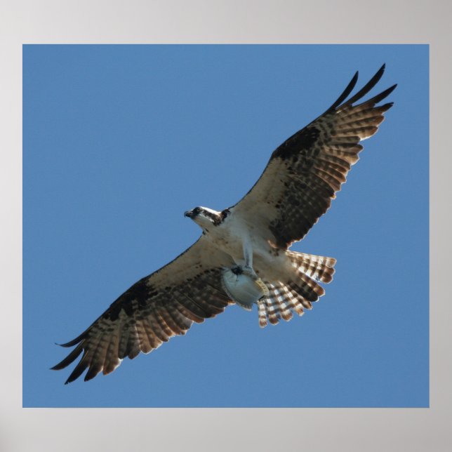 Impressão de pássaro e de peixe de Osprey Raptor (Frente)