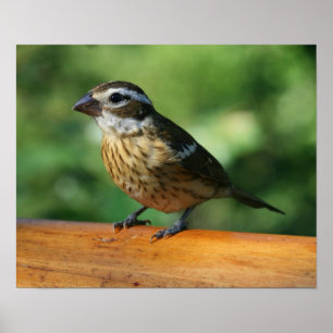 Impressão de pássaro Grosbeak, de peito Rosa, fême