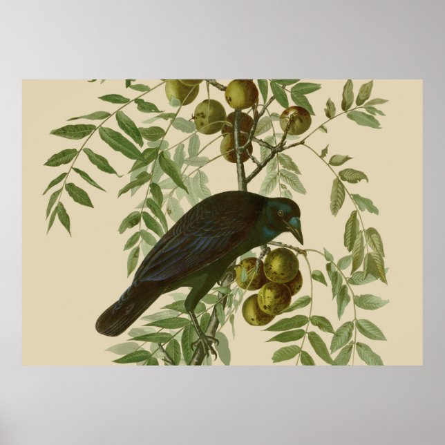 Impressão de pássaro rouxinol-púrpura de Audubon V (Frente)