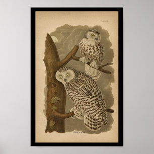 Impressão de Pássaro Snowy Owl 1890
