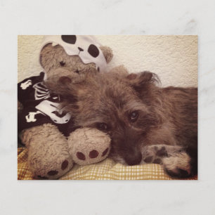 impressão de pata no seu cartão memorial de perda