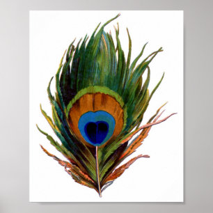 Impressão de Pavock Feather
