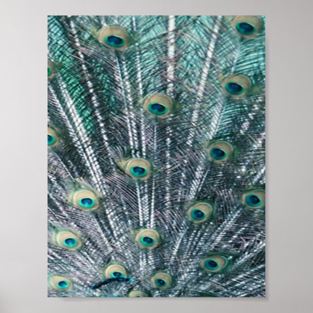 Impressão de Penas de Peacock (Frente)