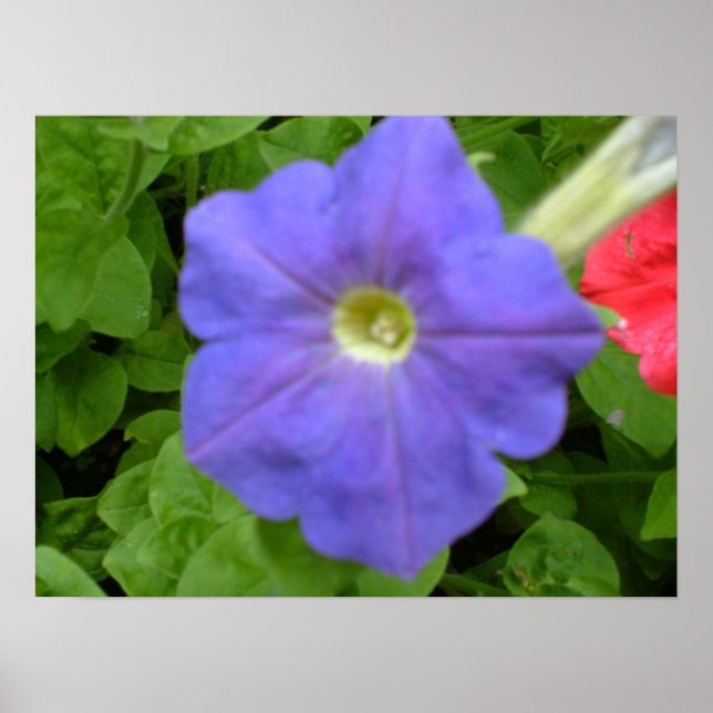 Impressão de Petunia Azul Baeutil (Frente)