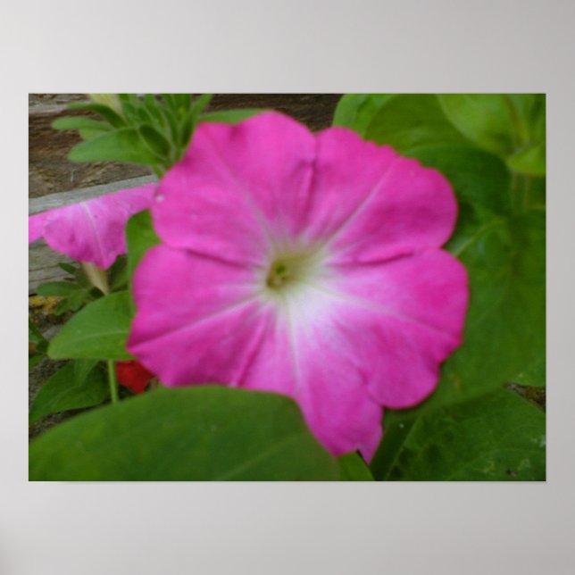 Impressão de Petunia rosa (Frente)