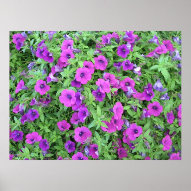 Impressão de Petunias Roxo (Frente)