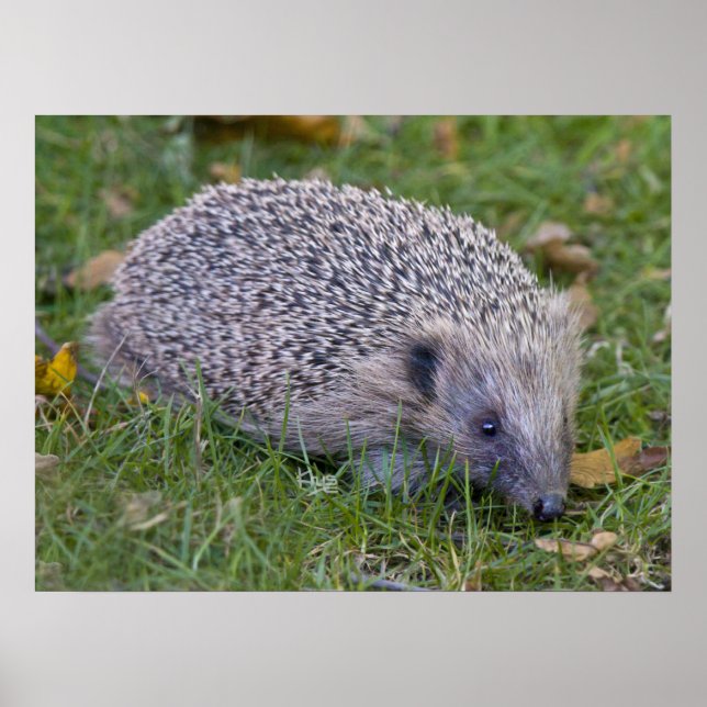 Impressão de picadas (Frente)