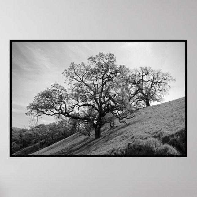 Impressão de Poesia de Árvore (Frente)