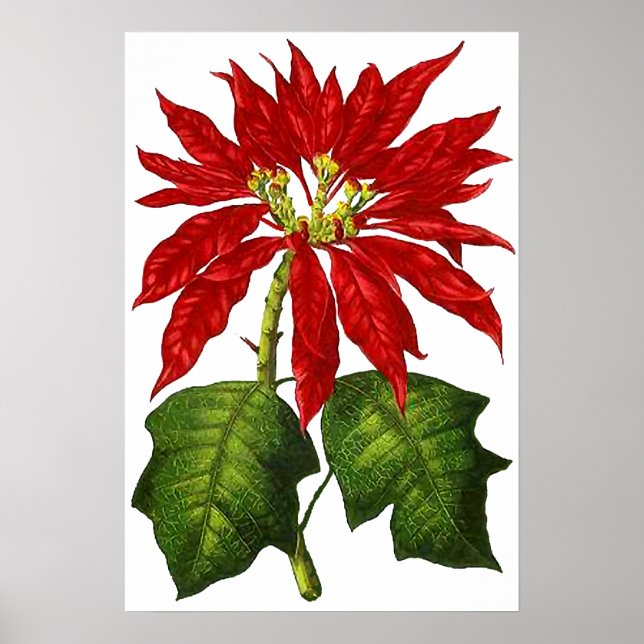 Impressão de Poinsettia Botânica (Frente)