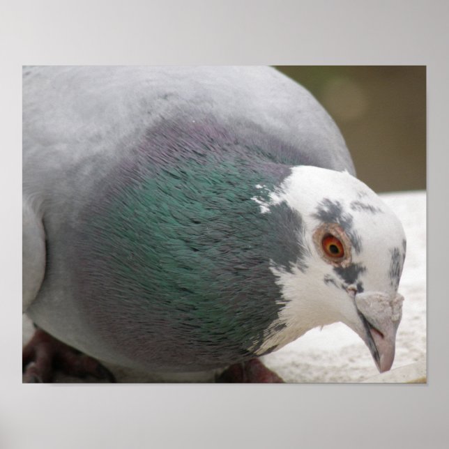 Impressão de Pombo (Frente)