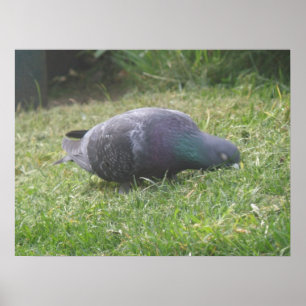 Impressão de Pombo-de-Sono