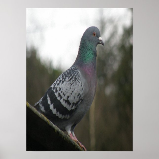 Impressão de Pombo Perfeito (Frente)