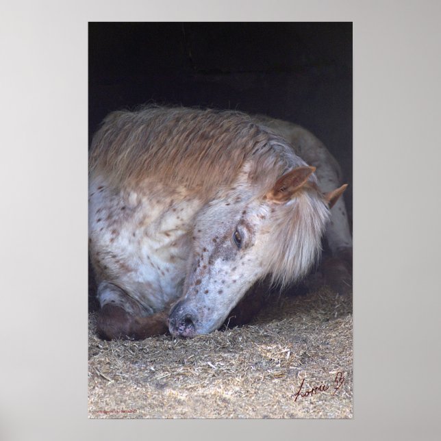 Impressão de pônei branco britânico (Frente)