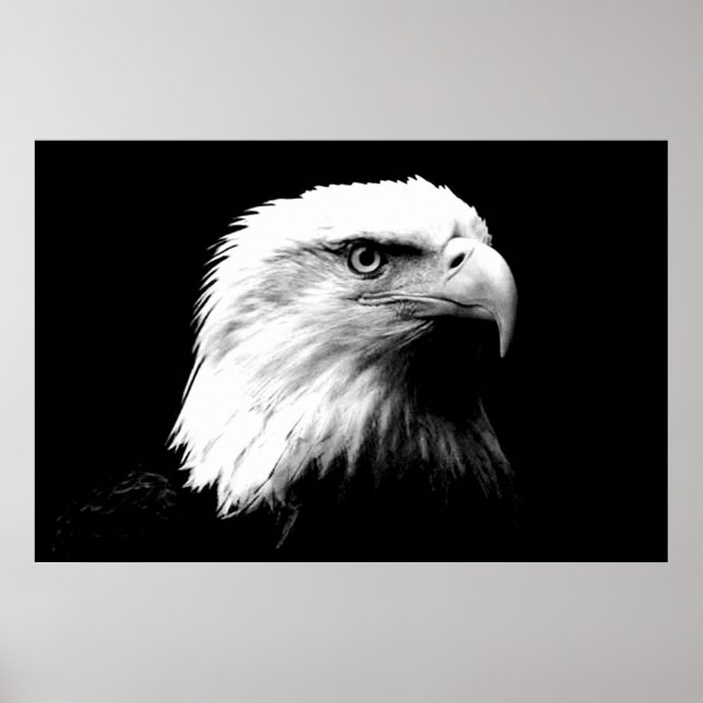 Impressão de Poster de Águia Americana Bald Eagle  (Frente)