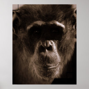 Impressão de Poster de chimp