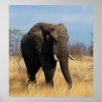 Impressão de Poster de Elefante Africano