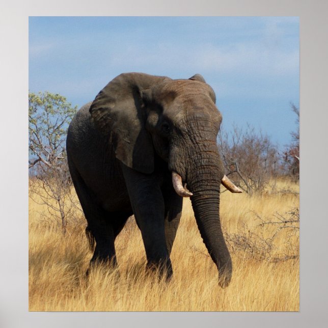 Impressão de Poster de Elefante Africano (Frente)