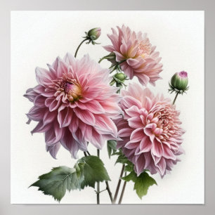 Impressão de Poster de Flor Rosa Dahlias