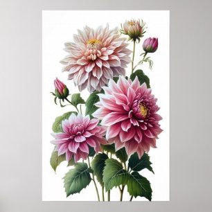 Impressão de Poster de Flor Rosa Dahlias