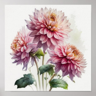 Impressão de Poster de Flor Rosa Dahlias