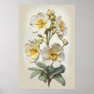 Impressão de Poster de Flores de Primrose Branca