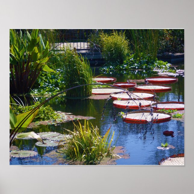 Impressão de Poster de Foto de Jardim de Água (Frente)