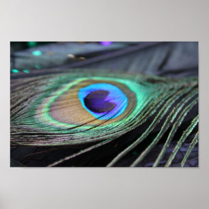Impressão de Poster de Fotografia de Peacock Bril